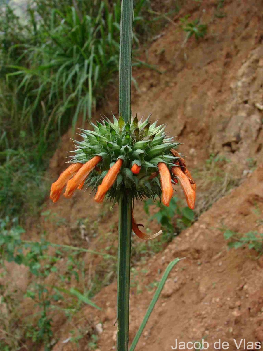 Leonotis nepetifolia (L.) R.Br.